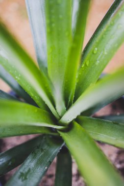 Yapraklarının yağmur damlalarıyla ananas bitkisine yakın çekim. Sığ bir tarlada çekilmiş sebze bahçesinde.