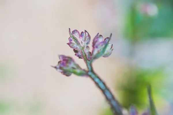 Native Australian Purple Kangaroo Paw Plant Outdoor Raindrops Beautiful Tropical — Stock Photo, Image