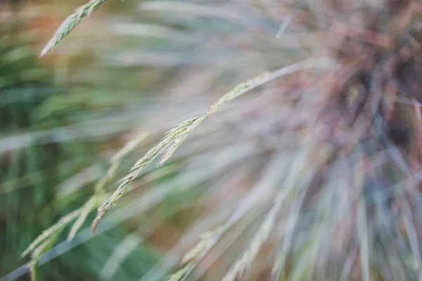 Nativní Australské Festuca Glauca Tráva Semeny Rostlina Venkovní Kapkami Deště — Stock fotografie