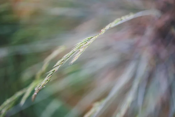 Indigène Australien Festuca Glauca Herbe Avec Des Graines Plantes Plein — Photo