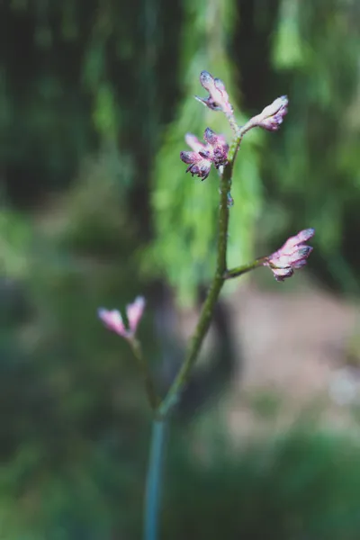 土生土长的澳大利亚紫色袋鼠爪植物生长在户外 美丽的热带后院 雨滴落在浅浅的田野深处 — 图库照片