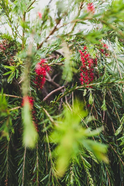 Árbol Callistemon Cepillo Botella Llanto Australiano Nativo Con Flores Rojas —  Fotos de Stock