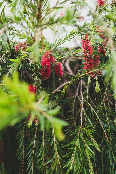 Rodzime Australijskie Płacz Butelki Callistemon Drzewo Czerwonymi Kwiatami Zewnątrz Kroplami — Zdjęcie stockowe