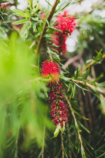 Árbol Callistemon Cepillo Botella Llanto Australiano Nativo Con Flores Rojas —  Fotos de Stock