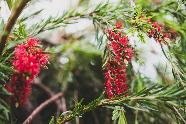 Natív Ausztrál Síró Palackozott Kalistemon Piros Virágokkal Szabadban Esőcseppekkel Gyönyörű — Stock Fotó