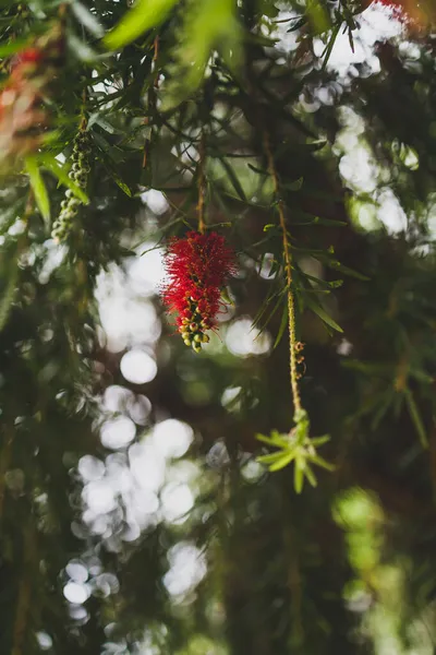 오스트레일리아 원주민울고 가문비나무 바깥에 아름다운 빗방울 곳에서 빗방울 — 스톡 사진