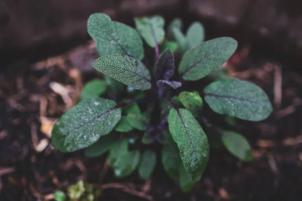 Nahaufnahme Einer Salbeipflanze Mit Regentropfen Ihrer Blätter Freien Gemüsegarten Aufgenommen — Stockfoto