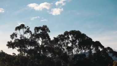 Gündüzün zaman kavramı geceye dönüşüyor ve bulutlar dağların üzerinde yuvarlanıyor ve kışın Tazmanya, Avustralya 'da yoğun bitki örtüsü vuruyor.