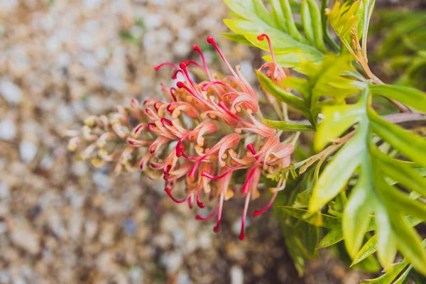 Planta Grevillea Vermelha Australiana Nativa Com Bela Flor Intrincada Livre — Fotografia de Stock