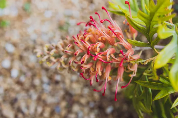 Planta Grevillea Vermelha Australiana Nativa Com Bela Flor Intrincada Livre — Fotografia de Stock