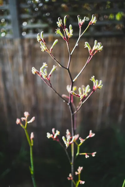 Natív Ausztrál Kenguru Mancs Növény Arany Virágok Szabadban Gyönyörű Trópusi — Stock Fotó