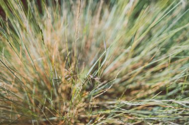 Yakın plan festuca glauca otları Sığ alan derinliğinde tohum atılıyor