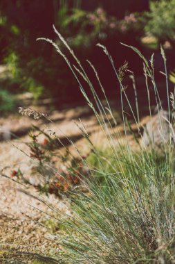 Yakın plan festuca glauca otları Sığ alan derinliğinde tohum atılıyor