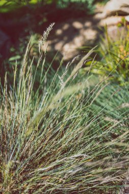 Yakın plan festuca glauca otları Sığ alan derinliğinde tohum atılıyor