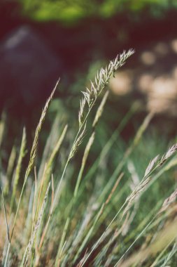 Yakın plan festuca glauca otları Sığ alan derinliğinde tohum atılıyor
