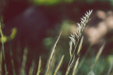 Yakın plan festuca glauca otları Sığ alan derinliğinde tohum atılıyor