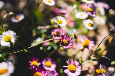 Yerli Avustralya brachyscome Multifida kesimli Daisy bitki beyaz ve pembe çiçekler açık alanda sığ alanda çekim
