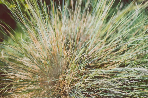 Primer Plano Hierba Festuca Glauca Con Semillas Disparadas Poca Profundidad —  Fotos de Stock