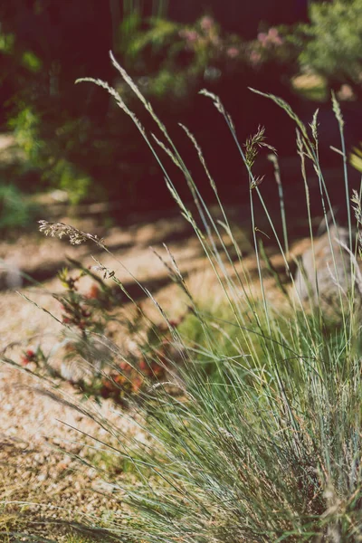 Yakın plan festuca glauca otları Sığ alan derinliğinde tohum atılıyor