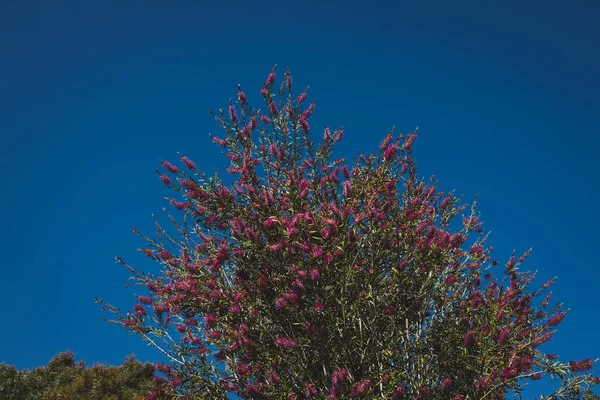 오스트레일리아 자주색 들판의 곳에서 아름다운 — 스톡 사진