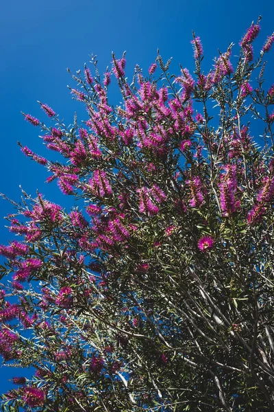 오스트레일리아 자주색 들판의 곳에서 아름다운 — 스톡 사진