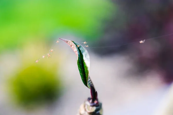 Yapraklarını Örten Örümcek Maytları Ağlarla Kaplı Tropikal Bitkilerin Yakın Çekim — Stok fotoğraf