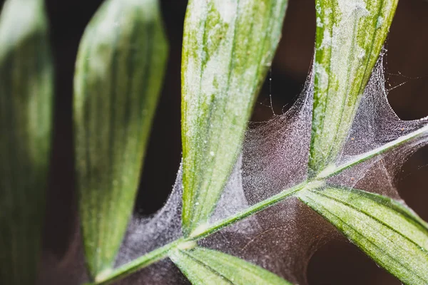 Närbild Tropisk Växt Med Spindelkvalster Och Nät Täcka Sina Blad — Stockfoto