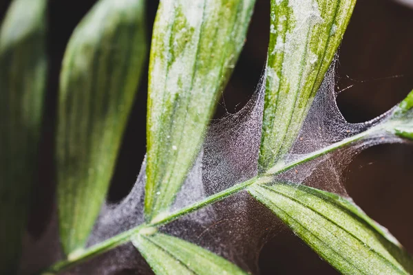 クモのダニやクモの巣を持つ熱帯植物のクローズアップは 畑の浅い深さの日当たりの良い裏庭で屋外で撮影した葉を覆います ストック写真