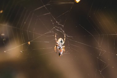 Örümcek ağındaki küre örümceği, Avustralya 'nın tropik arka bahçesinde gece avladığı ölü bir böceği yiyor.