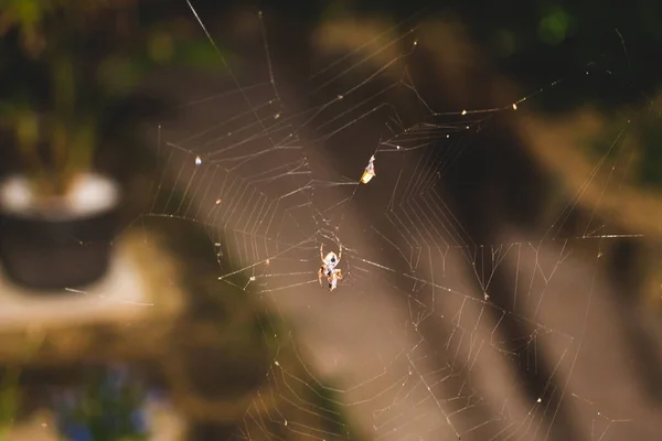 Orbe Araignée Sur Toile Araignée Manger Insecte Mort Piégé Coup — Photo