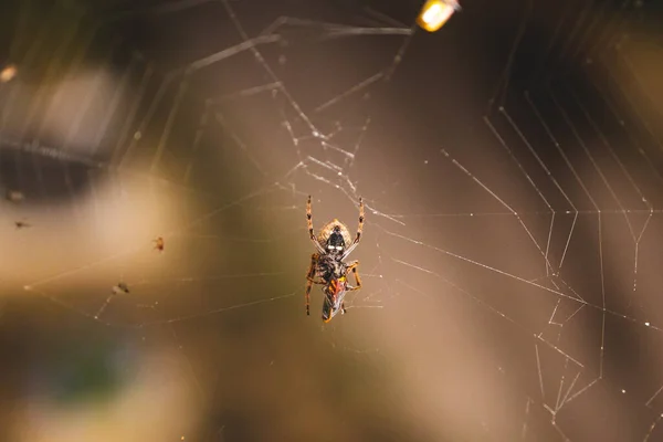 Klot Spindel Spindelnät Äta Död Bugg Han Fångade Sköt Natten — Stockfoto