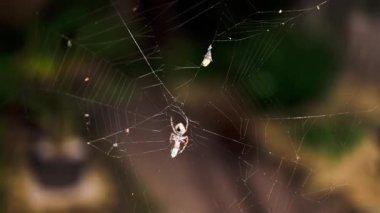 Örümcek ağındaki küre örümceği, Avustralya 'nın tropik arka bahçesinde gece avladığı ölü bir böceği yiyor.