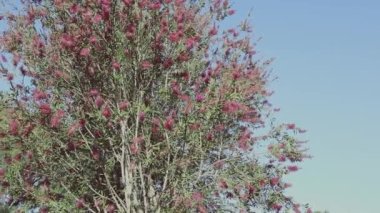 Avustralya 'nın yerlisi pembe Callistemon bitkisi sığ bir tarlada tropikal arka bahçede çekiliyor.