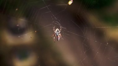 Örümcek ağındaki küre örümceği, Avustralya 'nın tropik arka bahçesinde gece avladığı ölü bir böceği yiyor.