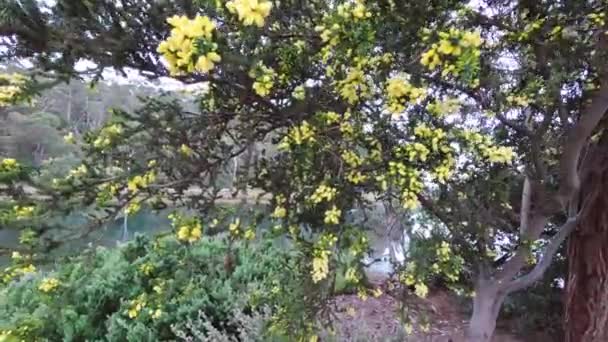 ネイティブオーストラリア黄色Callistemonボトルブラシ植物屋外で美しい公園ショットでアクションカムと広い視野 — ストック動画