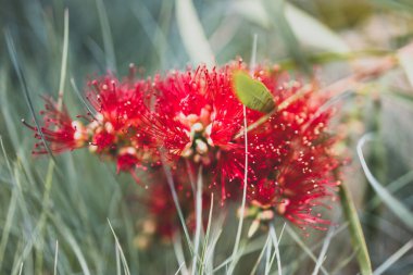 Avustralya yerlisi kırmızı Callstemon şişe fırçası bitkisi dışarıda, tropikal arka bahçede sığ bir tarlada çekiliyor.