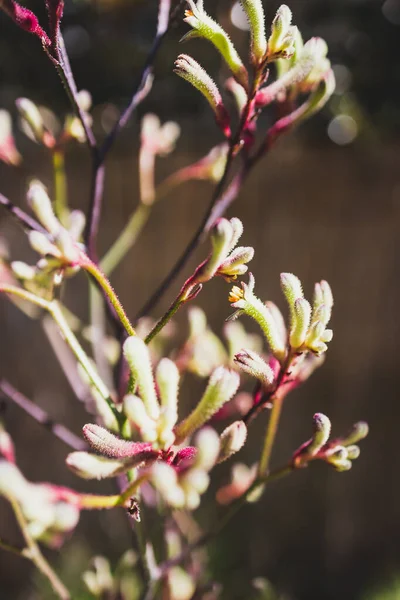 Natív Ausztrál Sárga Kenguru Mancs Növény Szabadban Gyönyörű Trópusi Kertben — Stock Fotó
