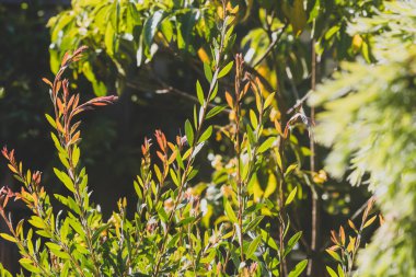 Yerli Avustralya Callistemon bitkisi açık havada güzel bir tropikal bahçede sığ bir tarlada vuruldu.