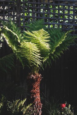 eğreltiotu ağacı açık havada güneşli arka bahçede sığ bir tarlada çekiliyor.