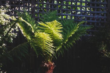 eğreltiotu ağacı açık havada güneşli arka bahçede sığ bir tarlada çekiliyor.
