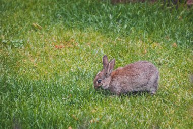 Şirin kahverengi tavşancık arka bahçede telefoto lensli çimen çekiminden ot yiyor.