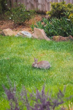 Şirin kahverengi tavşancık arka bahçede telefoto lensli çimen çekiminden ot yiyor.
