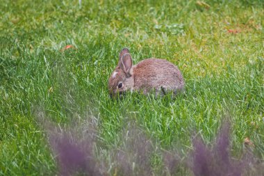 Şirin kahverengi tavşancık arka bahçede telefoto lensli çimen çekiminden ot yiyor.