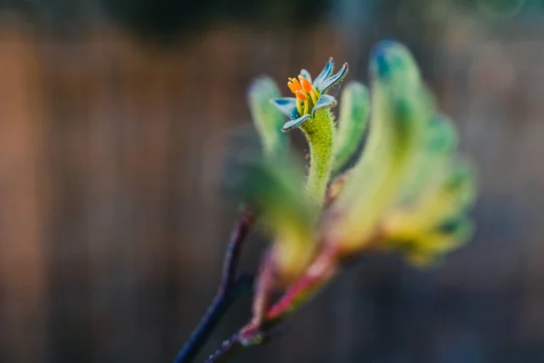 Nativo Australiano Verde Amarelo Pata Canguru Planta Livre Belo Quintal — Fotografia de Stock