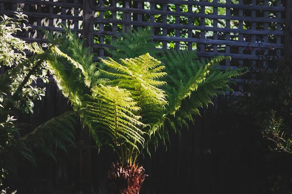 eğreltiotu ağacı açık havada güneşli arka bahçede sığ bir tarlada çekiliyor.