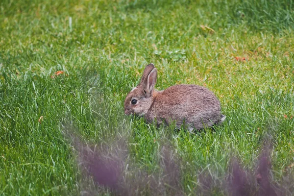 Schattig Bruin Konijn Prive Achtertuin Eten Gras Van Gazon Schot — Stockfoto