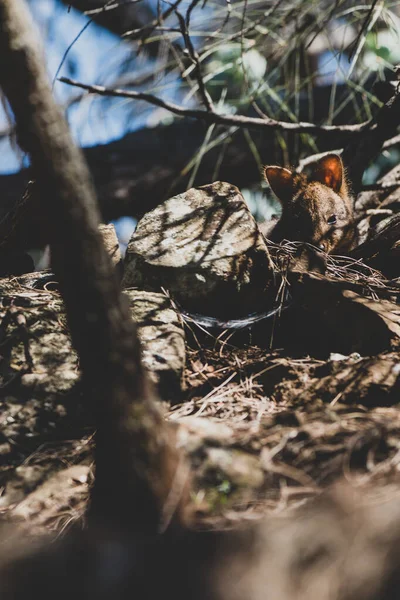 Pademelon Selvaggio Australiano Libertà Nascosto Tra Alberi Piante Girato Tasmania — Foto Stock