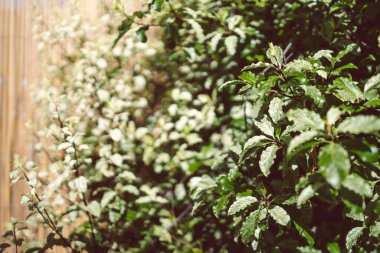 Güneşli arka bahçedeki pittosporum çit bitkisine yakın plan. Arka planda bambu çitleri var. Sığ alan derinliğinde.