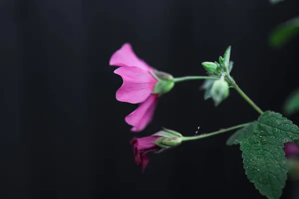 Close Hibisco Rosa Planta Livre Frente Cerca Escura Quintal Tiro — Fotografia de Stock