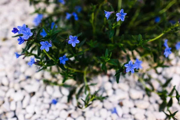 畑の浅い深さで撮影された日当たりの良い裏庭で屋外の花と青いリトドーラの植物のクローズアップ ストックフォト